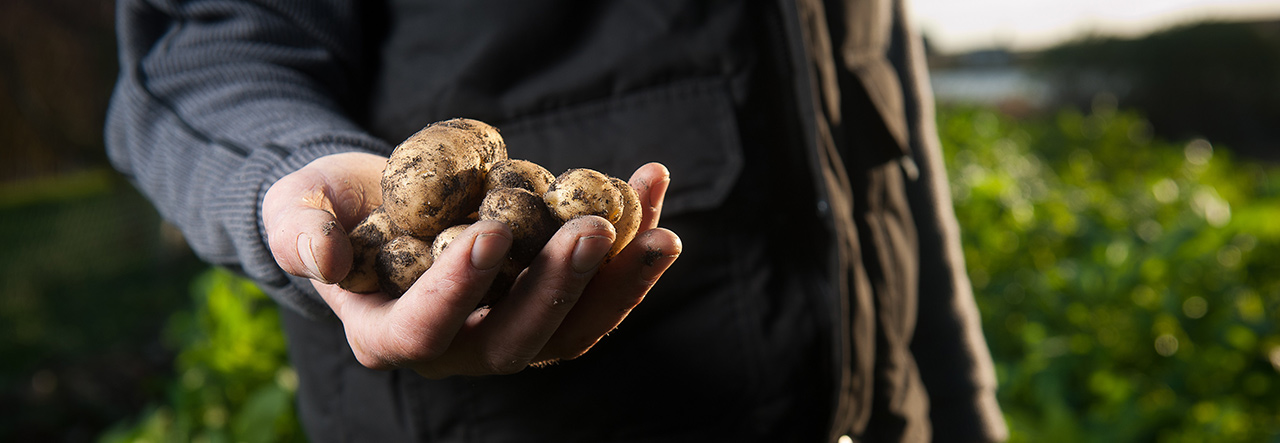 A farmer holding potatoes